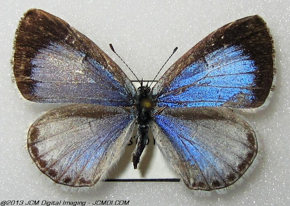 Celastrina argiolus ssp (Georgia)